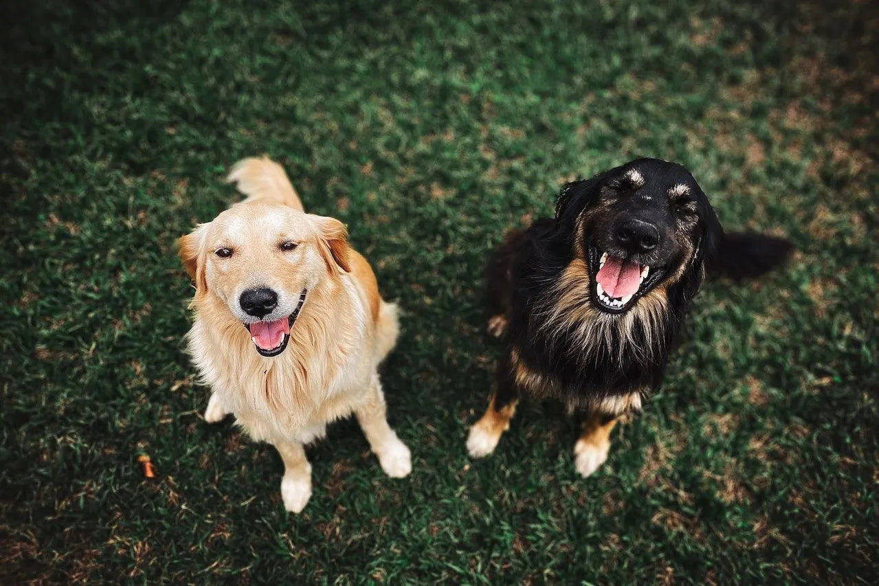 The Top Benefits of Beef Treats for Dogs
