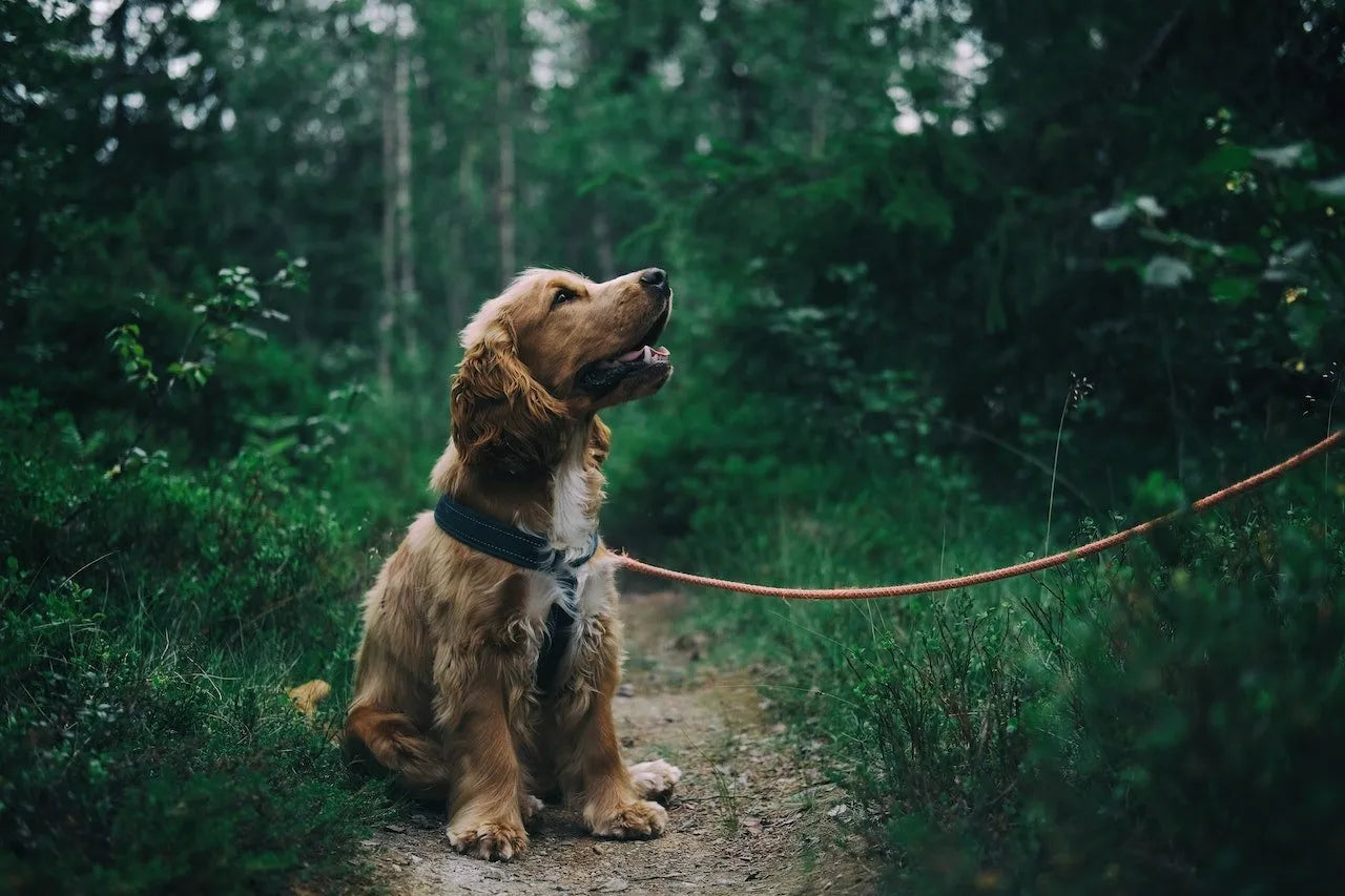 Seasonal Skin Care Tips for Dogs